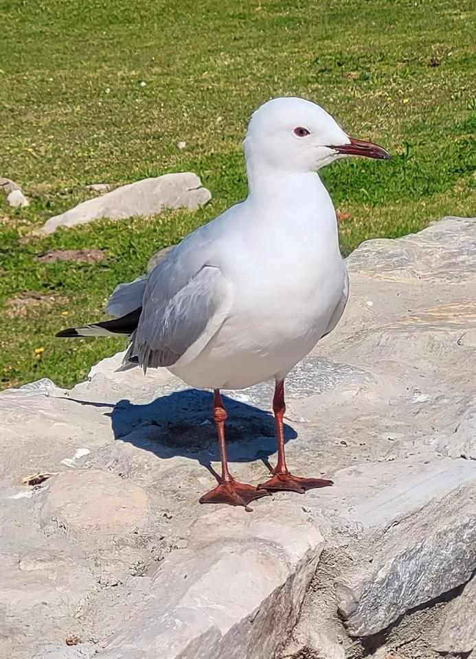 Kleinmond Lodge 외부 사진